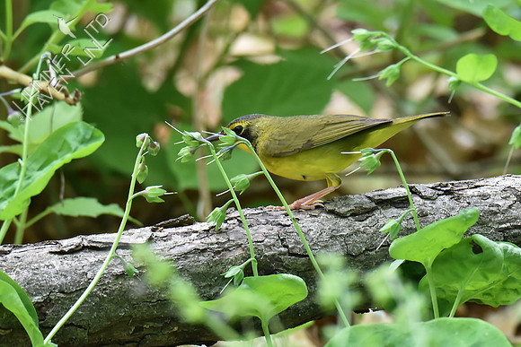 Kentucky Warbler 5-8-18