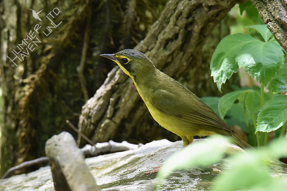 Kentucky Warbler 5-8-18