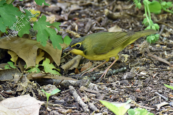 Kentucky Warbler 5-8-18