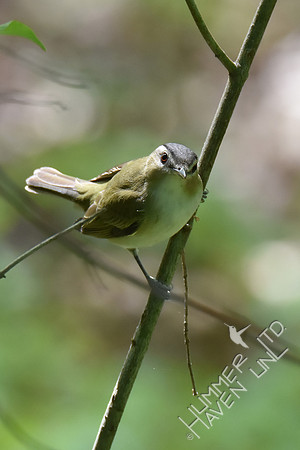 Red-eyed Vireo 5-8-18