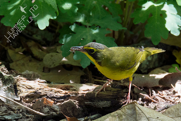 Kentucky Warbler 5-8-18