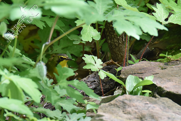 Kentucky Warbler 5-8-18