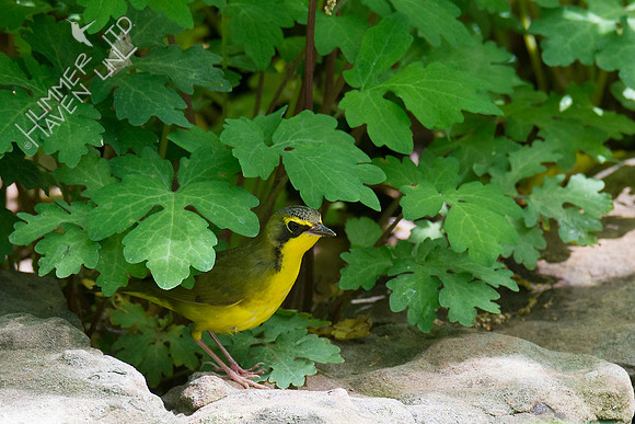Kentucky Warbler 5-8-18