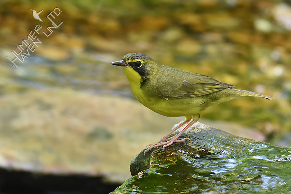 Kentucky Warbler 5-8-18