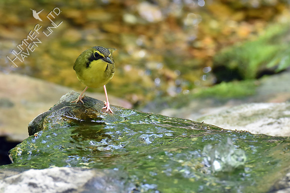 Kentucky Warbler 5-8-18