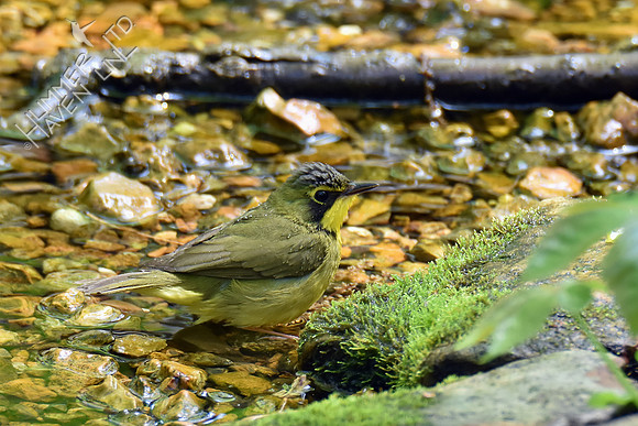 Kentucky Warbler 5-8-18