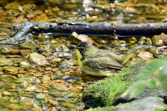 Kentucky Warbler 5-8-18
