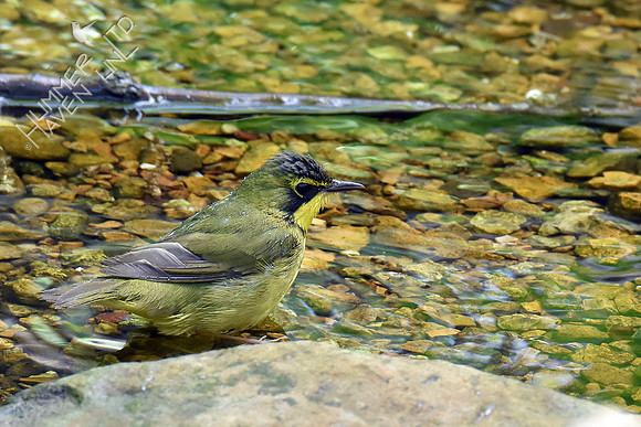Kentucky Warbler 5-8-18