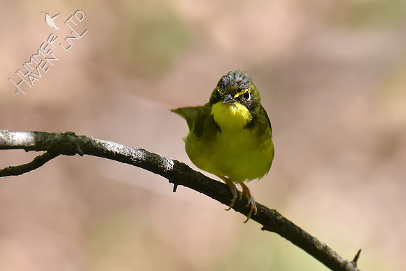 Kentucky Warbler 5-8-18