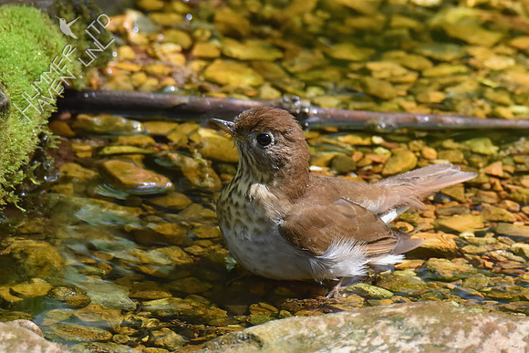 Veery 5-8-18