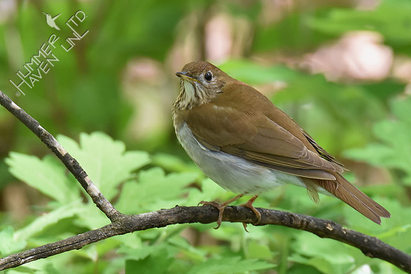 Veery 5-8-18