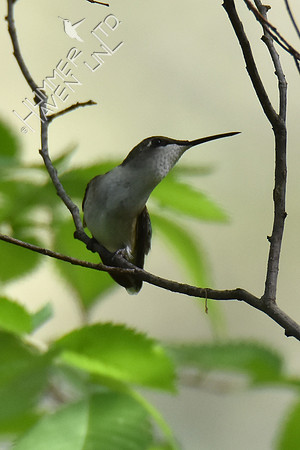 Ruby-throated Hummingbird female 5-8-18