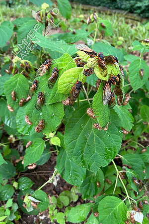 5-13-24 Cicadas on Smooth Hydrangea