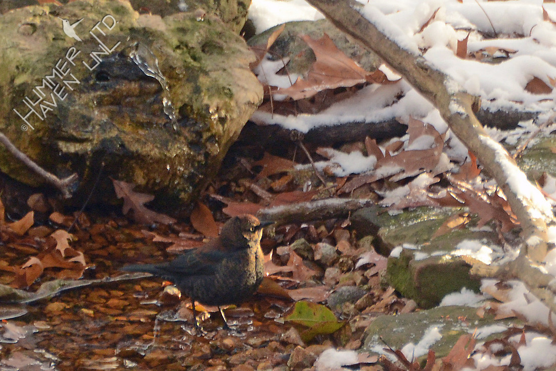 Rusty Blackbird