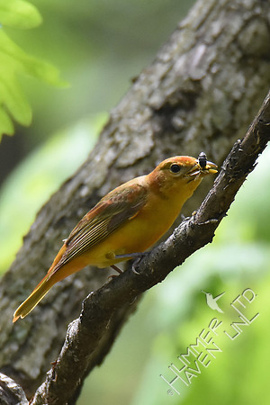 Summer Tanager with bee 5-9-18