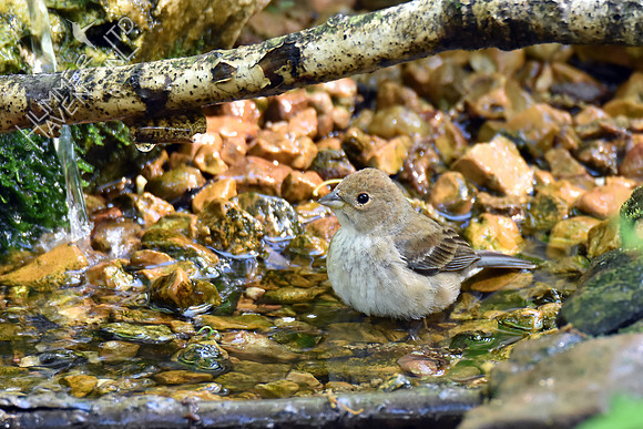 Indigo Bunting female 5-9-18