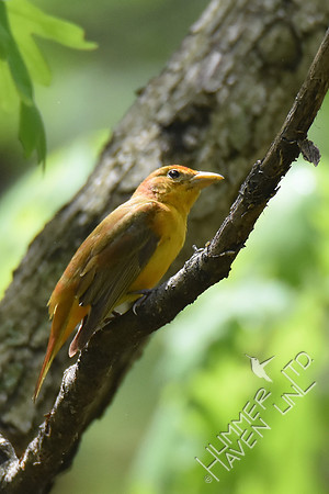 Summer Tanager with bee 5-9-18