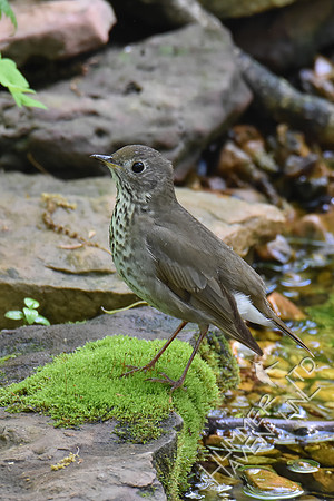 Gray-cheeked Thrush 5-9-18