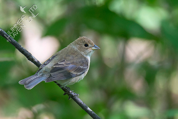 Indigo Bunting female 5-9-18
