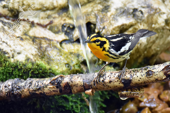 Blackburnian Warbler 5-10-18