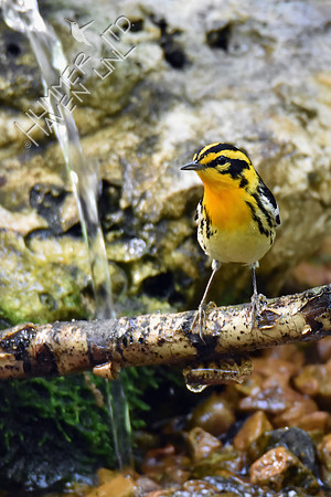 Blackburnian Warbler 5-10-18