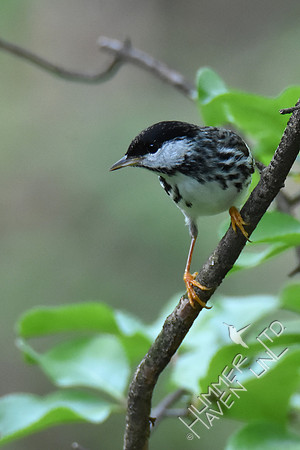 Blackpoll Warbler 5-10-18