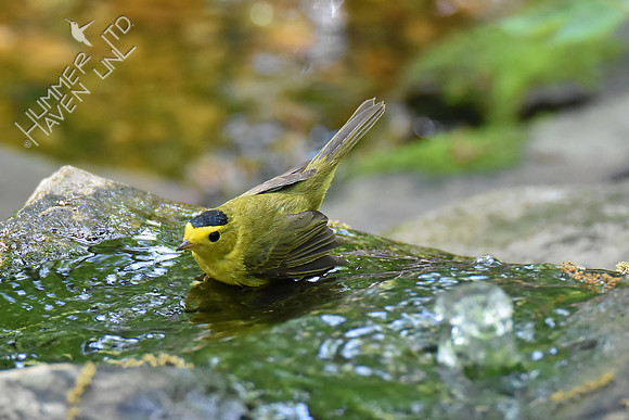 Wilson's Warbler 5-10-18