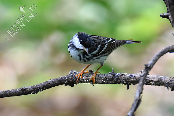 Blackpoll Warbler 5-10-18