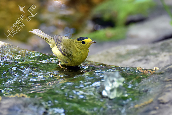 Wilson's Warbler 5-10-18