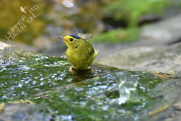 Wilson's Warbler 5-10-18
