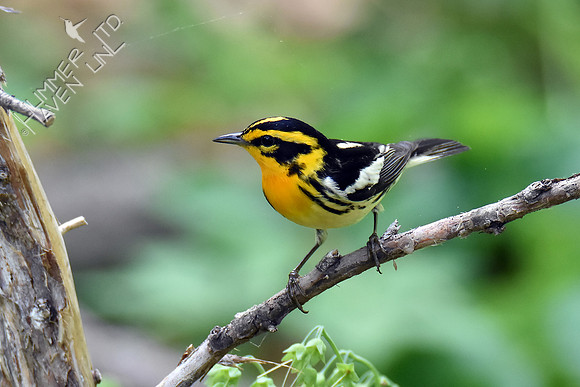 Blackburnian Warbler 5-10-18