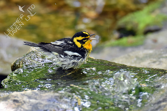 Blackburnian Warbler 5-10-18