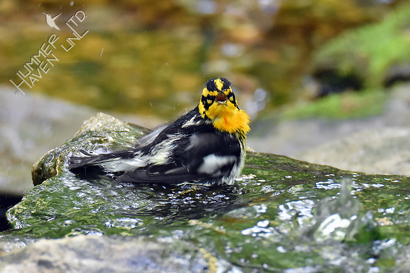 Blackburnian Warbler 5-10-18