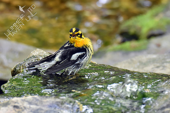 Blackburnian Warbler 5-10-18