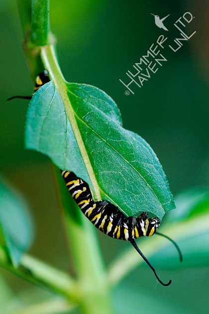 Monarch caterpillar on Marsh Milkweed (Asclepias incarnata)