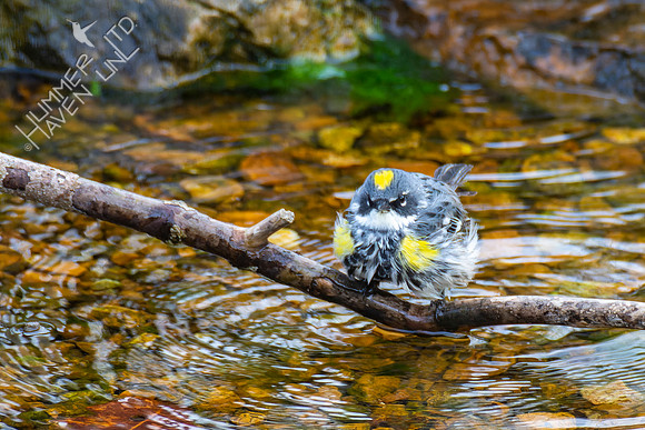 4-12-22 Yellow-rumped Warbler