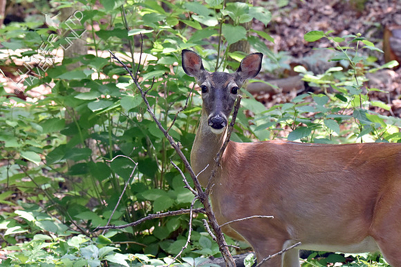 White-tailed Doe 5-22-18