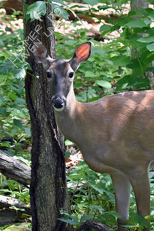 White-tailed Doe 5-22-18