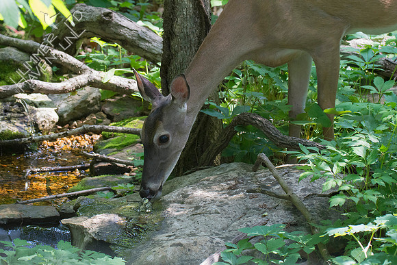 White-tailed Doe 5-22-18