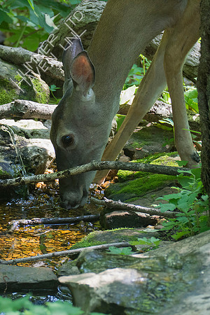 White-tailed Doe 5-22-18
