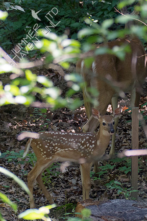 White-tailed Doe and Fawn 6-3-18