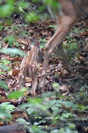 White-tailed Doe and Fawn 6-2-18