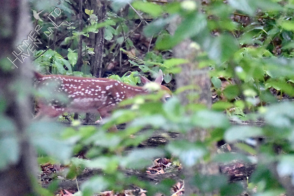 White-tailed Fawn 6-2-18