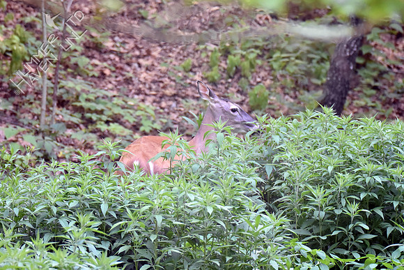White-tailed Doe 6-1-18