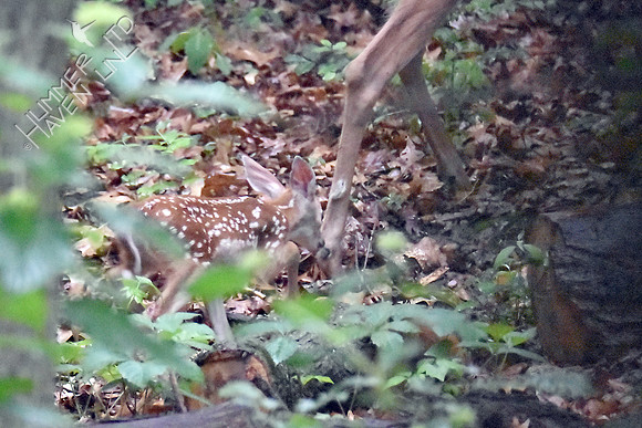 White-tailed Doe and Fawn 6-2-18