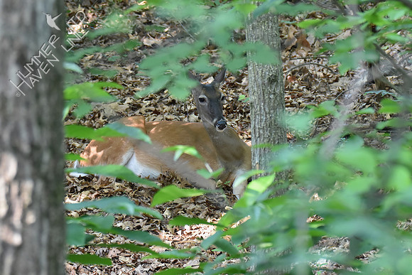 Doe under bush honeysuckle 6-7-18