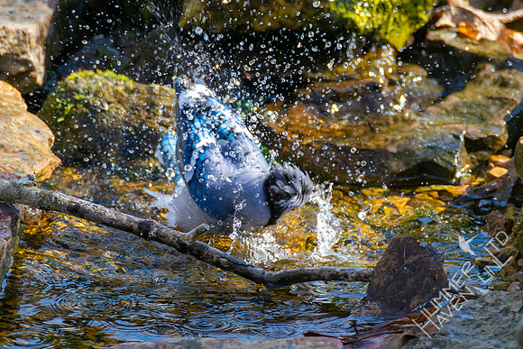 4-9-22 Blue Jay