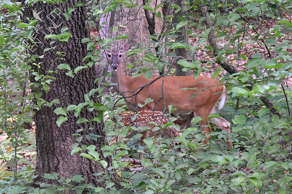 White-tailed Doe and Twin Fawns 6-11-18