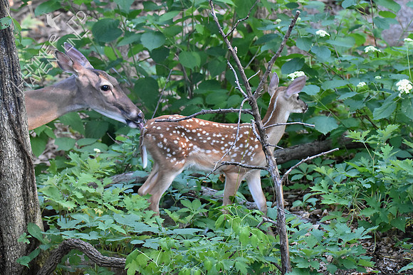 White-tailed Doe and Fawn 6-15-18