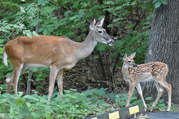 White-tailed Doe and Fawn 6-15-18